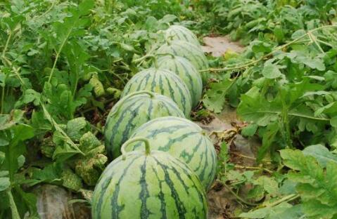 网红大瓜图片,一场视觉盛宴背后的真相