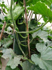 热门大瓜在线 黑瓜,黑瓜背后的惊人真相