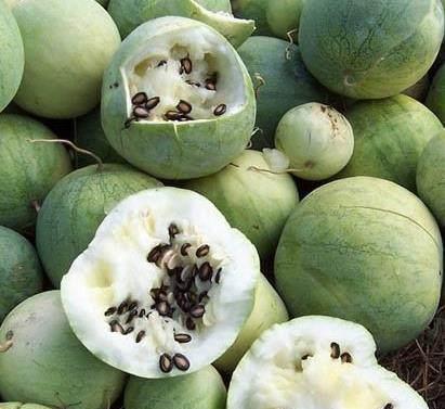 热门大瓜在线 黑瓜,黑瓜背后的惊人真相